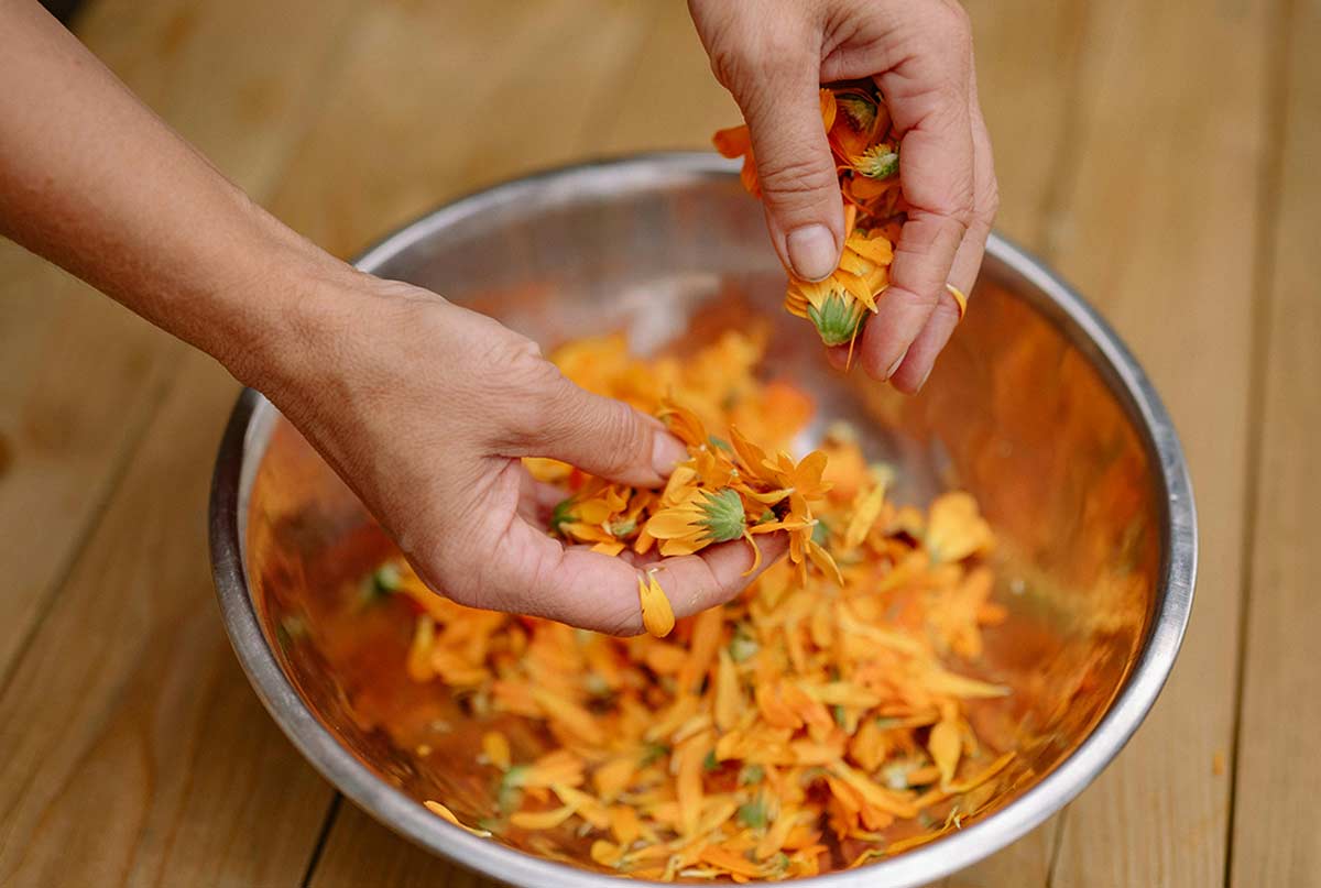 تولید دمنوش گیاهی در خانه