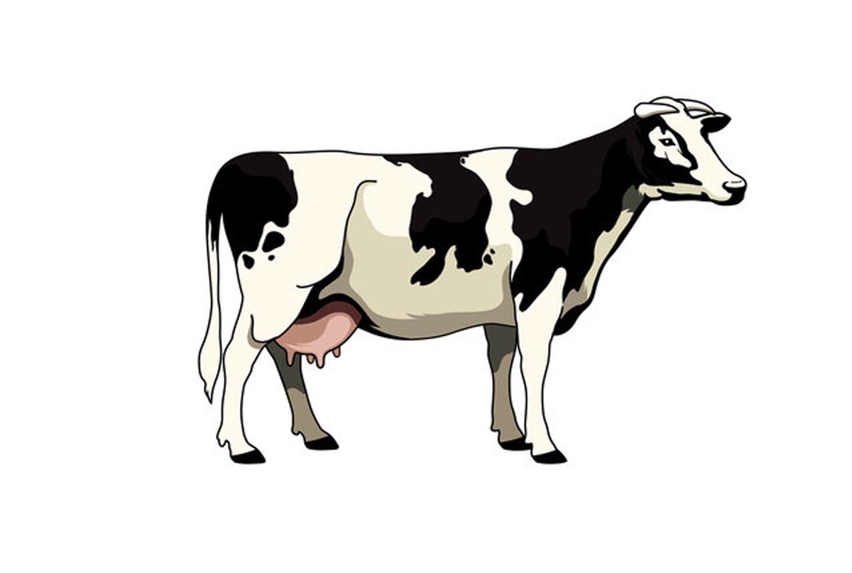 عکس گاو